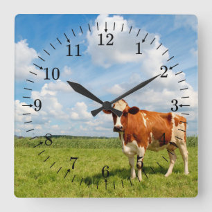 Curious cow standing on meadow. square wall clock