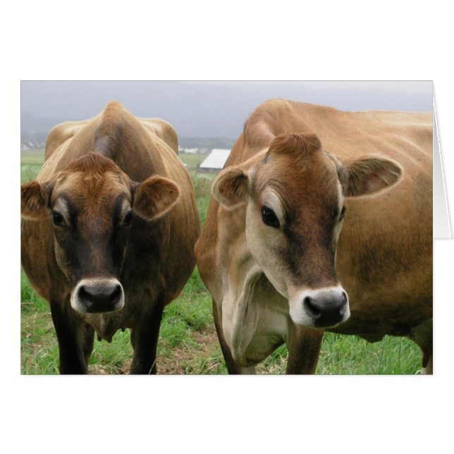 Curious cows (Front Horizontal)