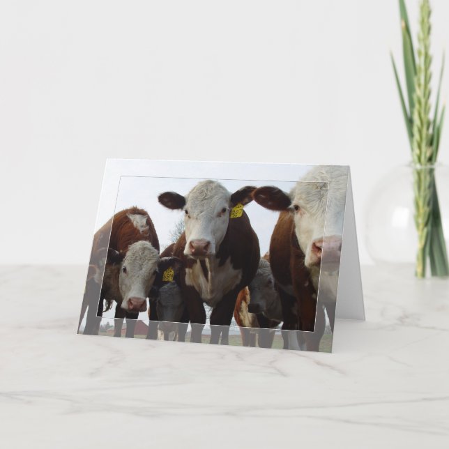 Curious Cows 1 Card (Front)