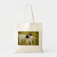 Curious Cute Boer Goats in Sunny Pasture