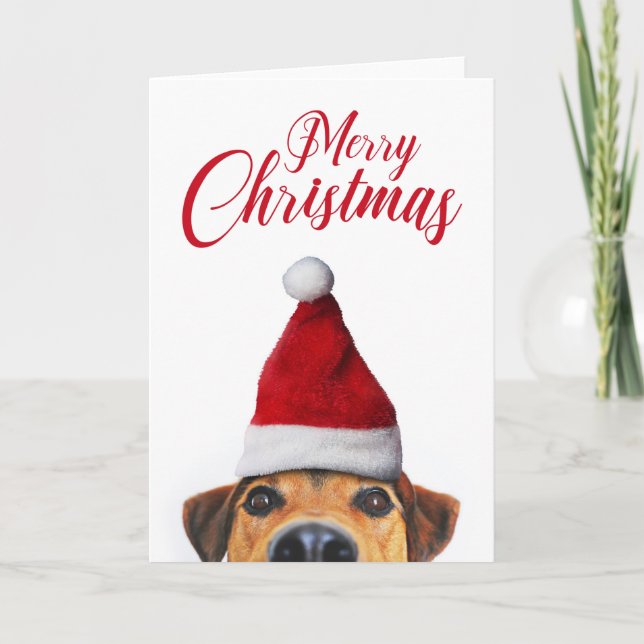 Curious Cute Funny Dog with Santa Hat Card (Front)