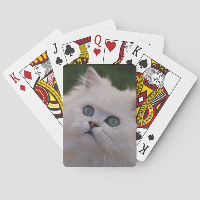 Curious cute white kitten playing cards (Back)