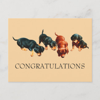 Curious Dachshund Puppy Doxie Dogs Congratulations Postcard