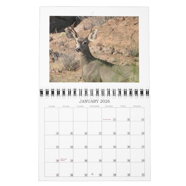 Curious Deer Calendar (Jan 2026)