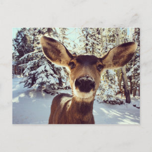 Curious doe postcard