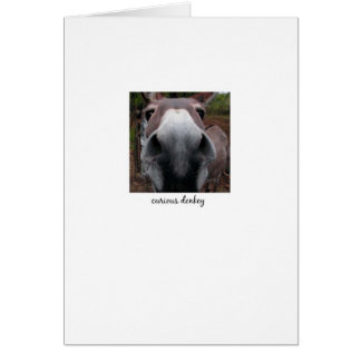 Curious Donkey