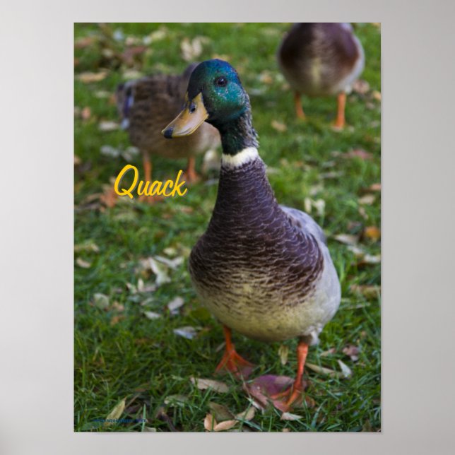 Curious Duck Poster (Front)