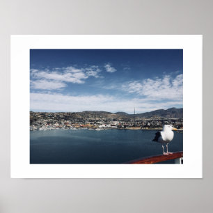 Curious Fellow Bird Colour Photography Poster