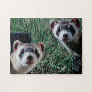 Curious Ferrets, Jigsaw Puzzle