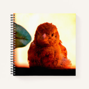Curious Finch Notebook
