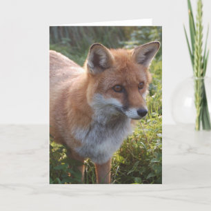 Curious Fox Card