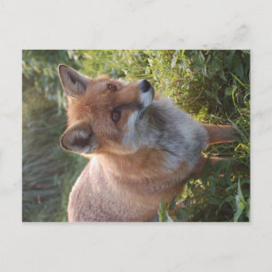Curious Fox Postcard