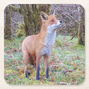 Curious Fox Staring Up Woodland Nature Scene Art Square Paper Coaster