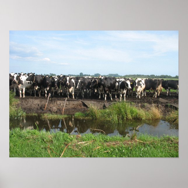 Curious Frisian Holstein Cows Poster (Front)