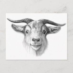 Curious goat G124 Postcard