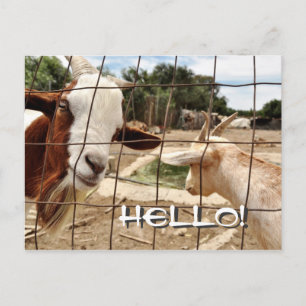 Curious goat - Postcard