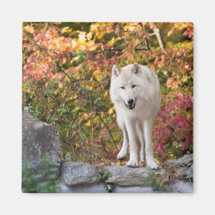 Curious Grey Wolf Magnet