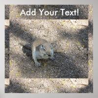 Curious Ground Squirrel