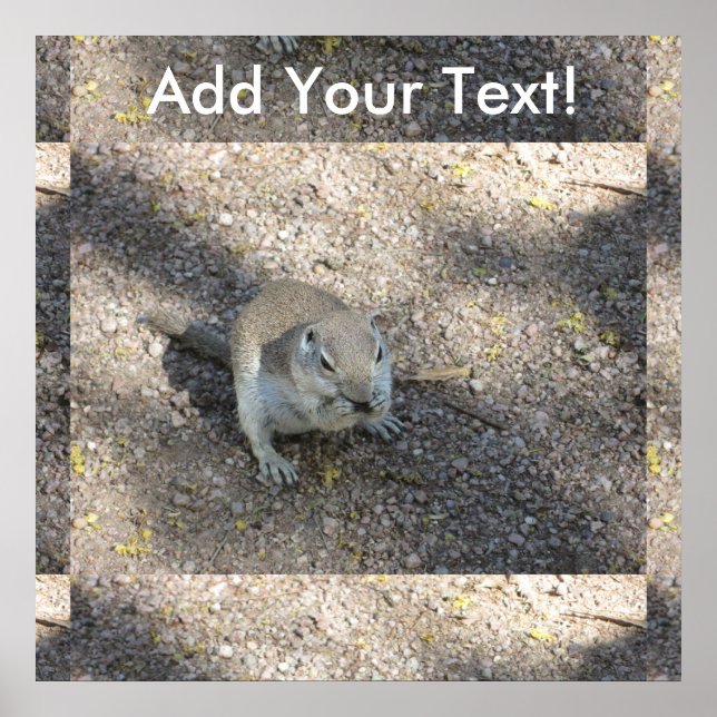 Curious Ground Squirrel Poster (Front)