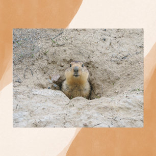 Curious Groundhog Peeking from Burrow Postcard