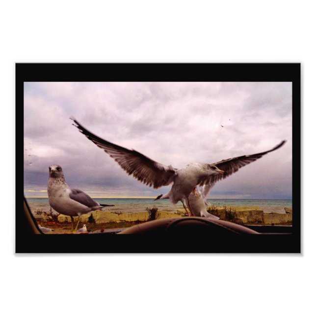 Curious Gulls Photo Print (Front)