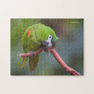 Curious Hahn's Mini Macaw / Red-Shouldered Macaw Jigsaw Puzzle