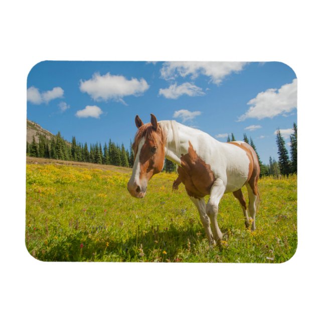 Curious Horse in an Alpine Meadow in Summer Magnet (Horizontal)