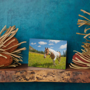 Curious Horse in an Alpine Meadow in Summer Plaque