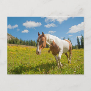 Curious Horse in an Alpine Meadow in Summer Postcard