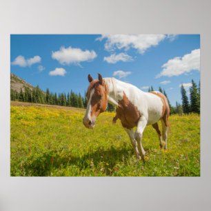 Curious Horse in an Alpine Meadow in Summer Poster