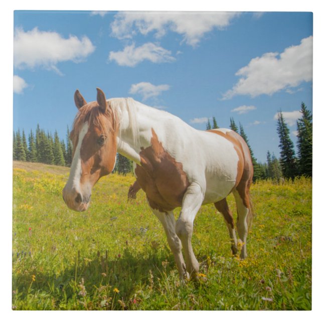 Curious Horse in an Alpine Meadow in Summer Tile (Front)