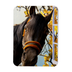 Curious Horse Looking Through The Kitchen Window Magnet