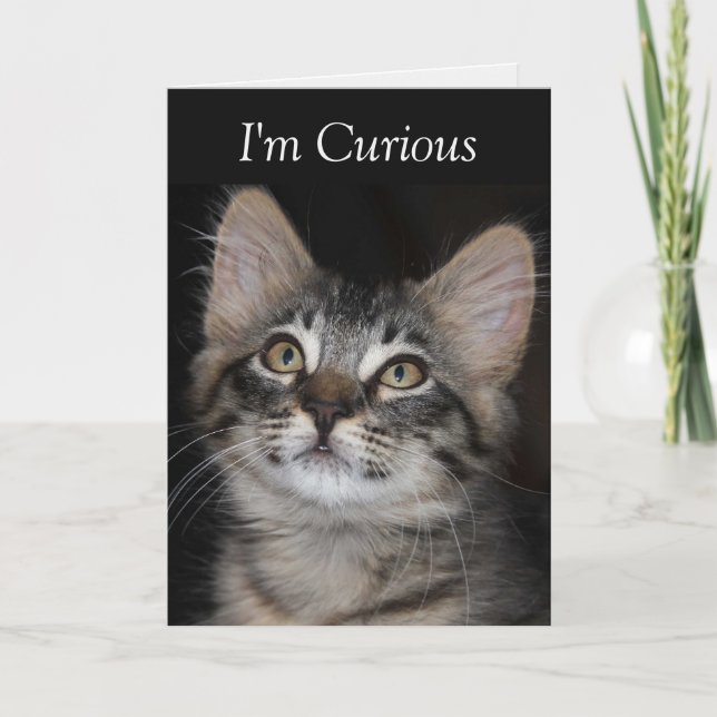 Curious Kitten I've Missed You Card (Front)