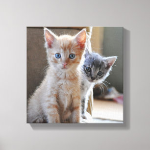 Curious Kittens Canvas Print