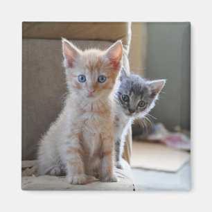 Curious Kittens Magnet