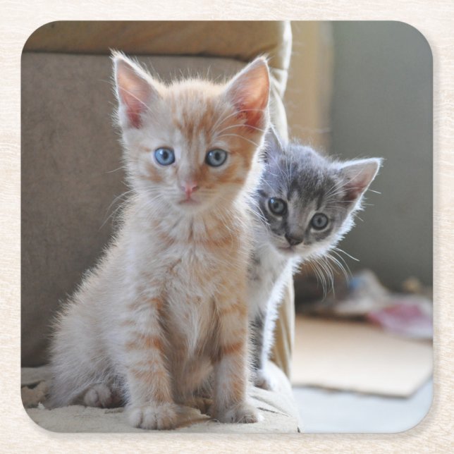 Curious Kittens Square Paper Coaster (Front)