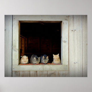 Curious Kitties Chowing Down Poster
