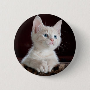 Curious kitty 6 cm round badge