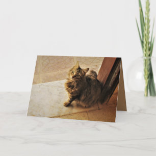 Curious Kitty Card
