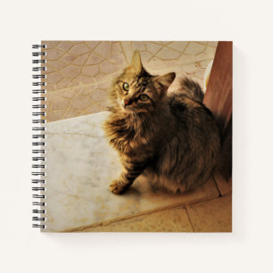 Curious Kitty Notebook
