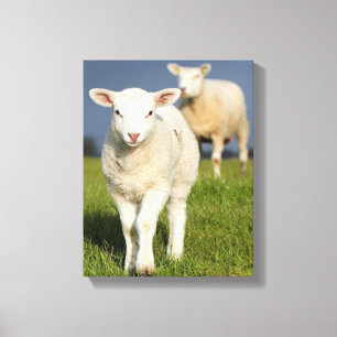 Curious Lamb Canvas Print