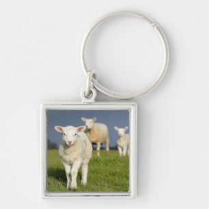 Curious Lamb Key Ring