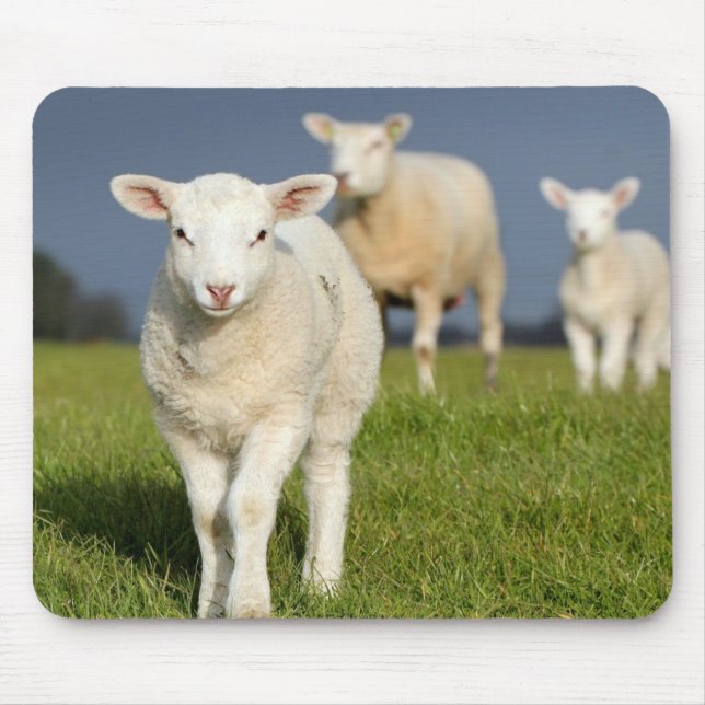 Curious Lamb Mouse Mat (Front)