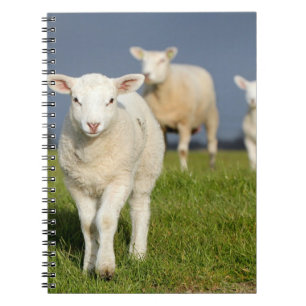 Curious Lamb Notebook