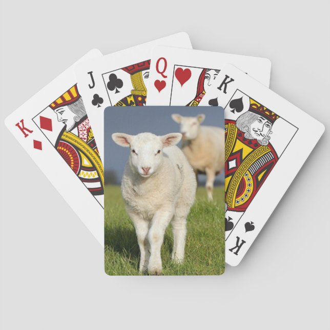 Curious Lamb Playing Cards (Back)