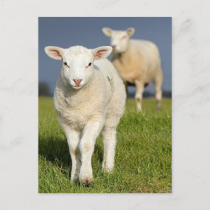 Curious Lamb Postcard