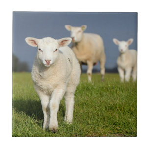 Curious Lamb Tile