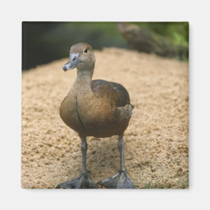 Curious little duck magnet