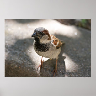 "Curious Little Man" Male House Sparrow Poster