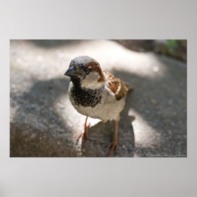 "Curious Little Man" Male House Sparrow Poster (Front)